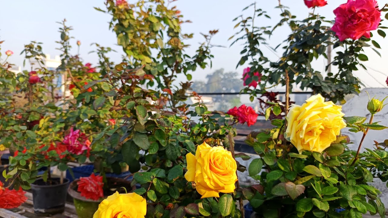 Rose 🌹 Garden overview and care tips 20.2 2026 February manth mein rose plant ki care kaise karen