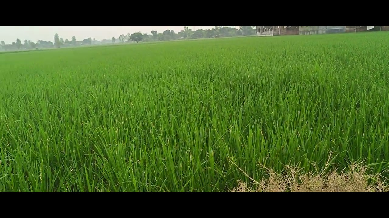 @Morning View In Village #