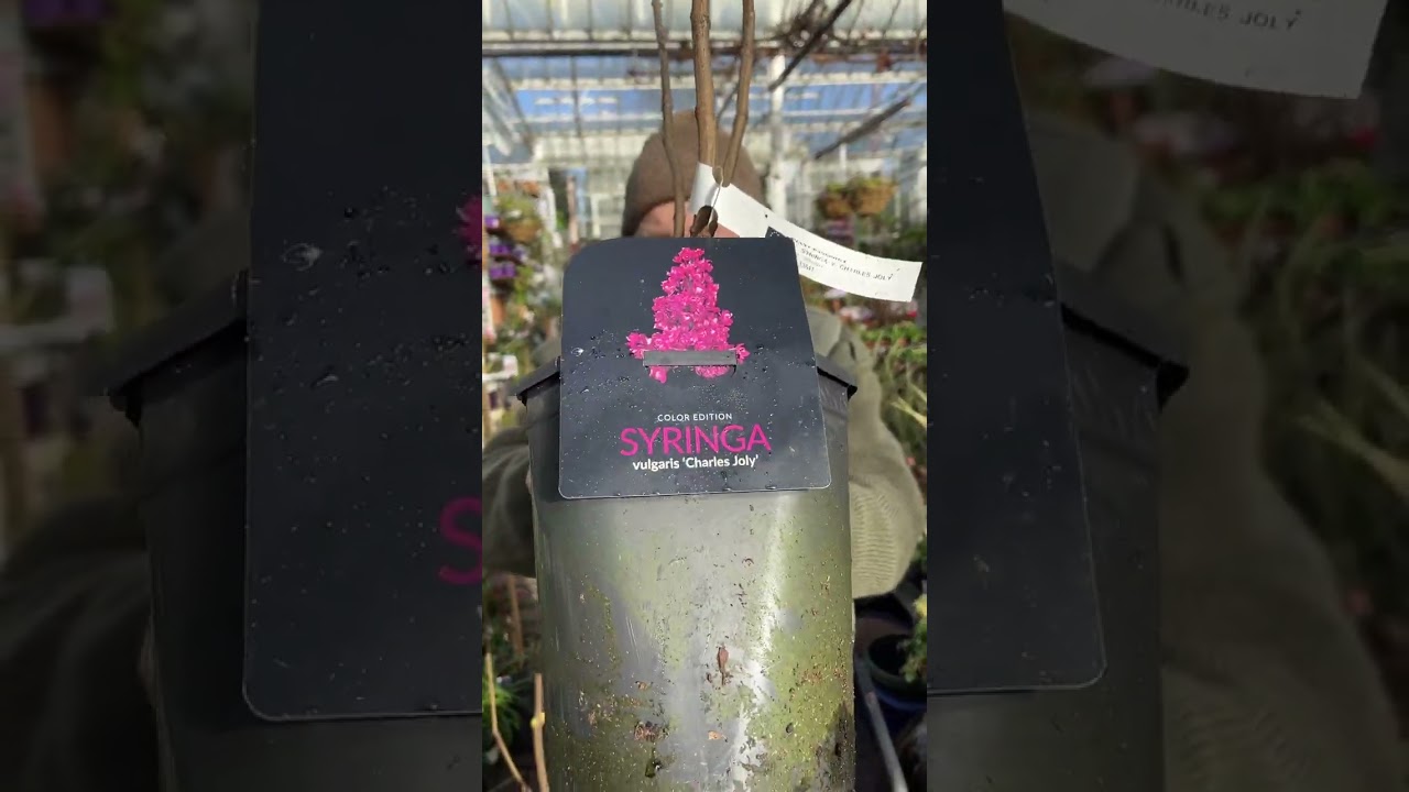 Fragrant Lilacs to plant!Charles Joly&rdquo;and &ldquo;Madame Lemoine&rdquo;WEBSHOP  