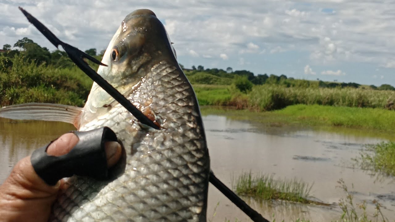 MIRA AFIADA , TUBARAO NEGRO PESCA COM ESTILINGUE SLINGSHOT FISHING 🇧🇷