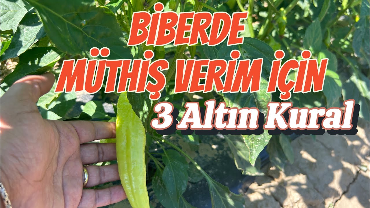 Biberde müthiş verim poşet poşet toplayın. (Gübreleme, sulama, budama ile farkı yaşayın)
