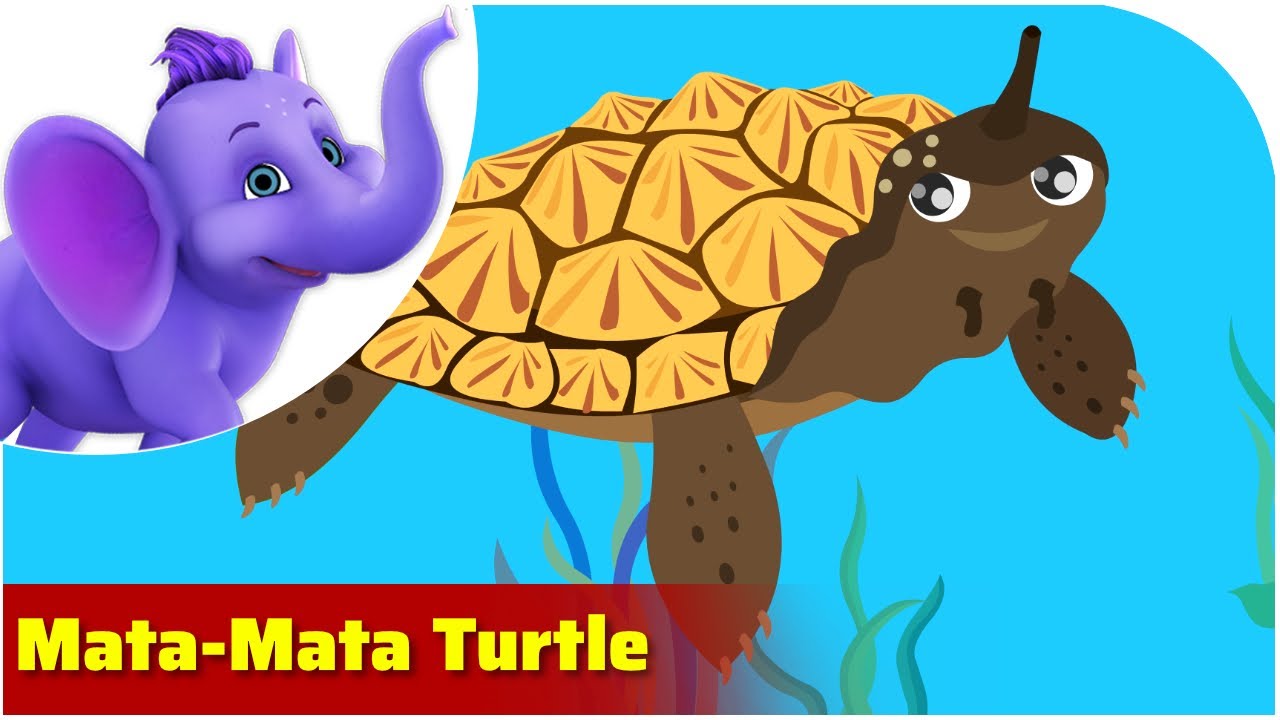 Mata-mata Turtle / Weird Animal Songs / Appu Series