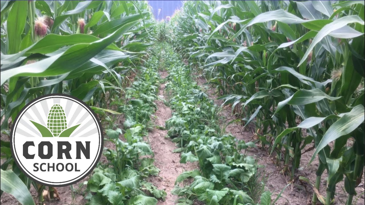 Corn School: Finding a fit for 60-inch corn