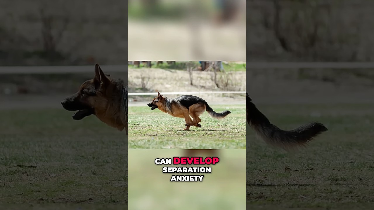 German Shepherd: Loyal Protector or Too Aggressive?