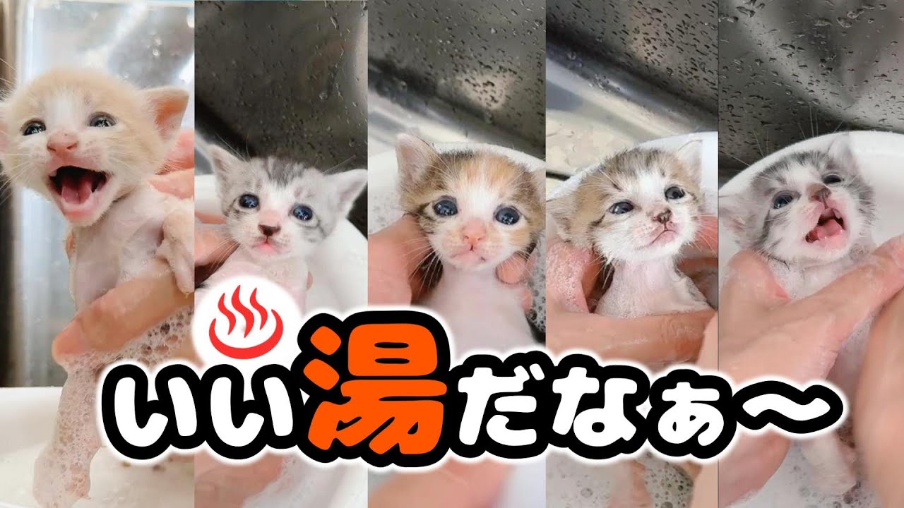 子猫がうんちまみれだったのでシャンプーしたらフワッフワになってミルクを飲んだら天使みたいだった【保護猫生活】