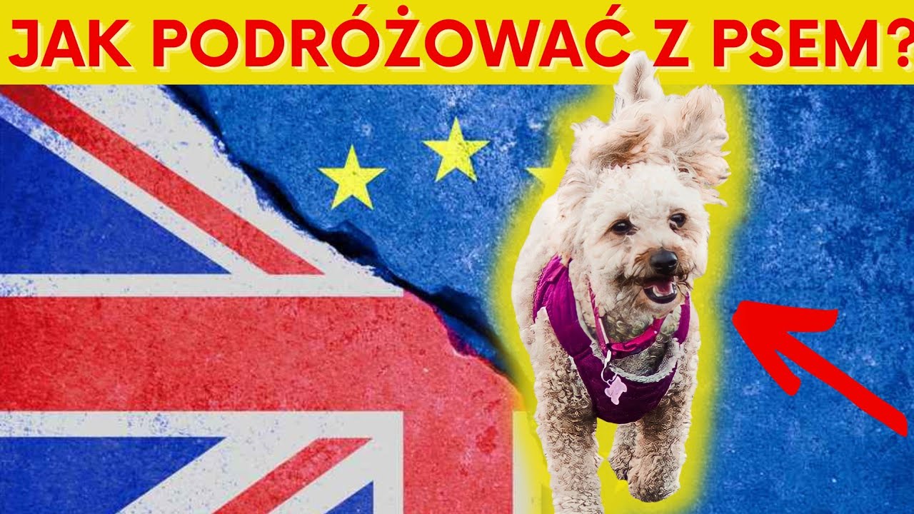 Jak przewieźć psa z Angli do Polski? 3 ważne rzeczy! Jakie formalności? Przez Eurotunel