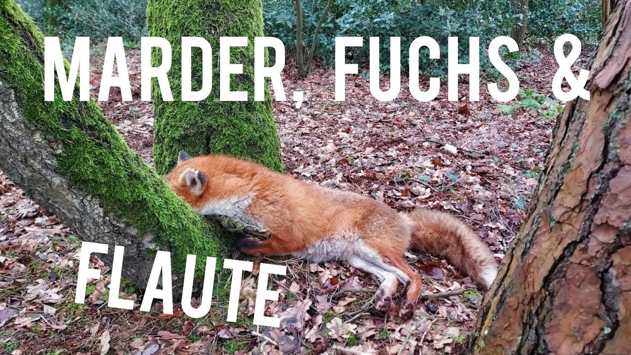 Flaute, Fuchs und Marder - Fallenjagd im Januar/Februar