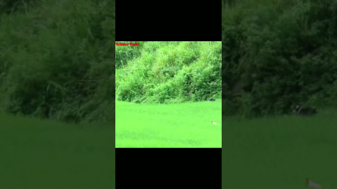 AMAZING❗RAJA BABI HUTAN INI NEKAT MELINTASI SAWAH WARGA #short #ShortVidio #WildBoar #PigHunting