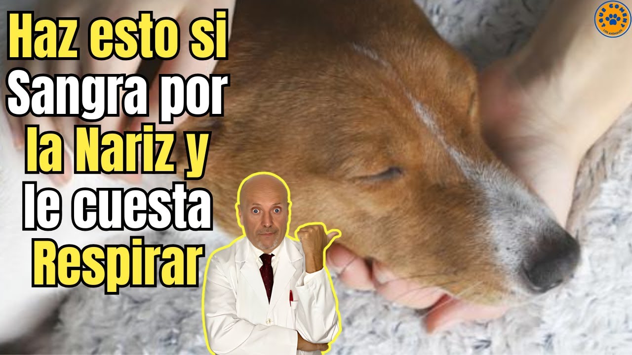 🆘 MI PERRO SANGRA POR LA NARIZ Y LE CUESTA RESPIRAR ¿QUE HAGO? 🆘