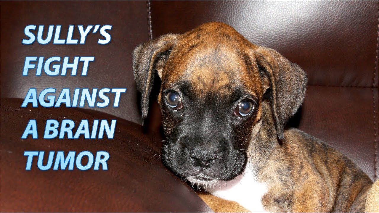 Dog with Brain Tumor: Symptoms, Diagnosis & Treatment | Week 1