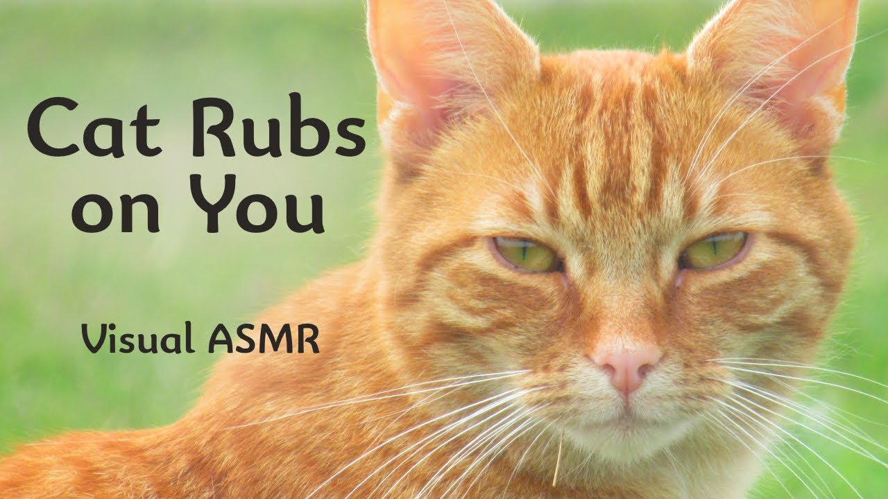 Cute Ginger Cat Purring & Rubbing on Camera | Visual ASMR | Relaxing Animal Video
