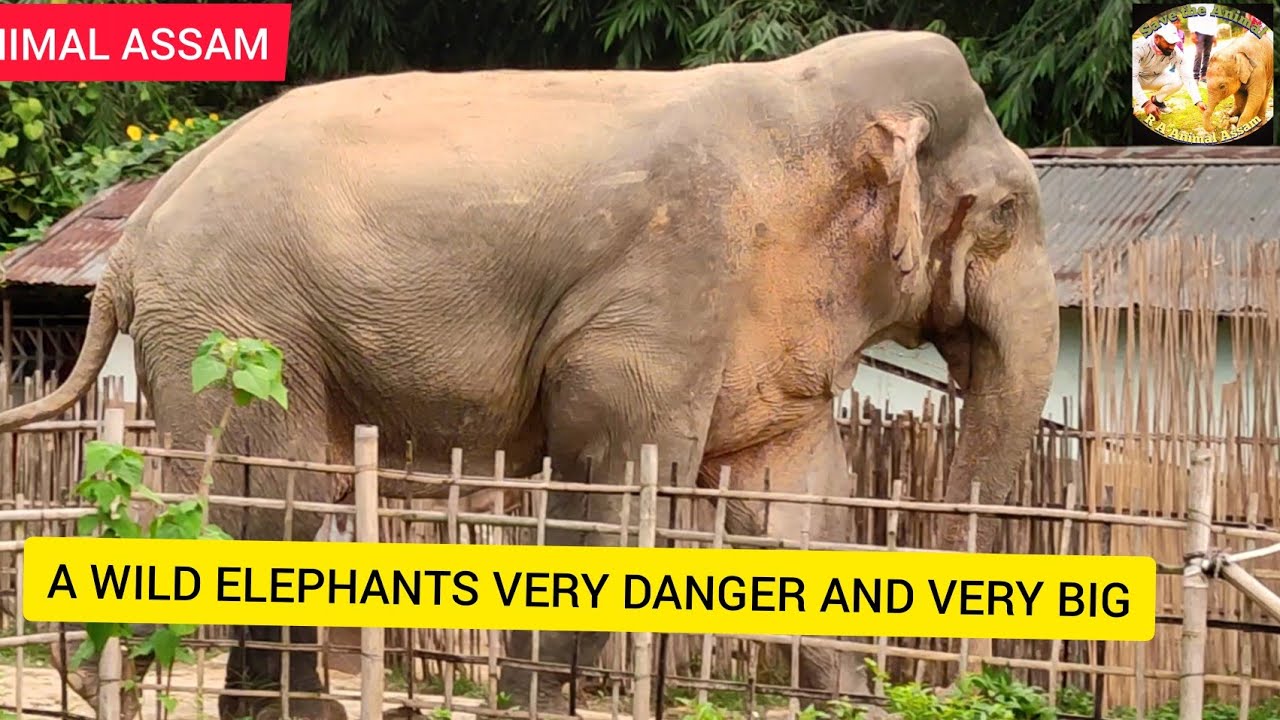 A WILD ELEPHANTS VERY DANGER AND VERY BIG