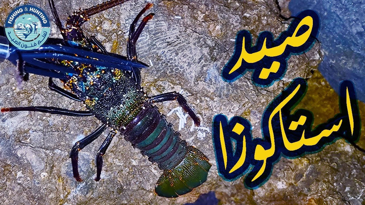 صيد استاكوزا