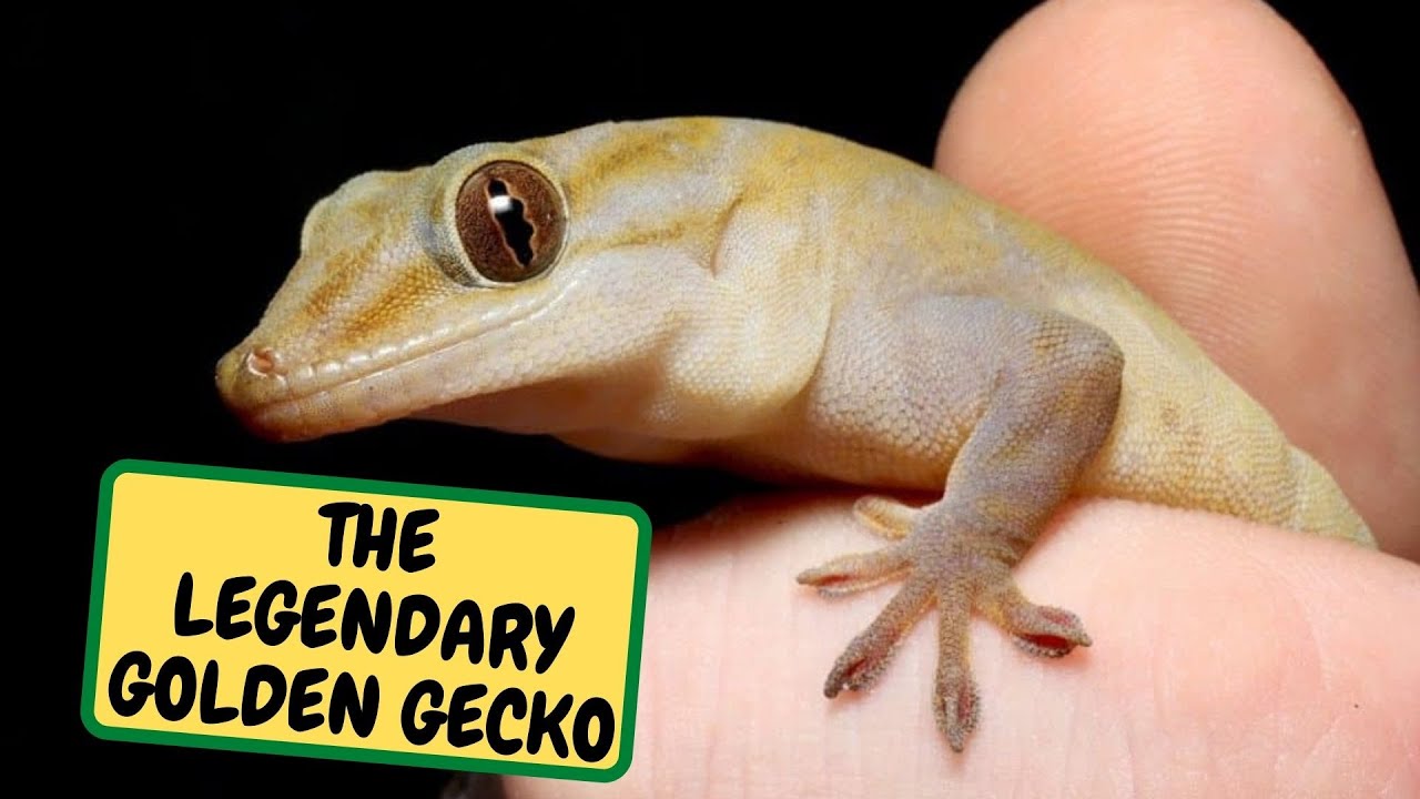 The Legendary Golden Gecko Care And Cool Facts, Fish Rescue (Snake Island Exotics)