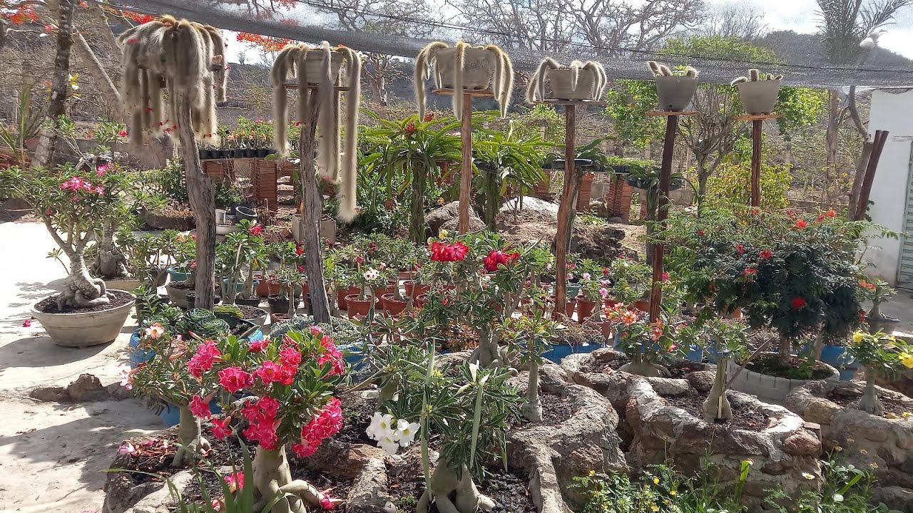 Uma volta no jardim mostrando como minhas plantas estão lindas 