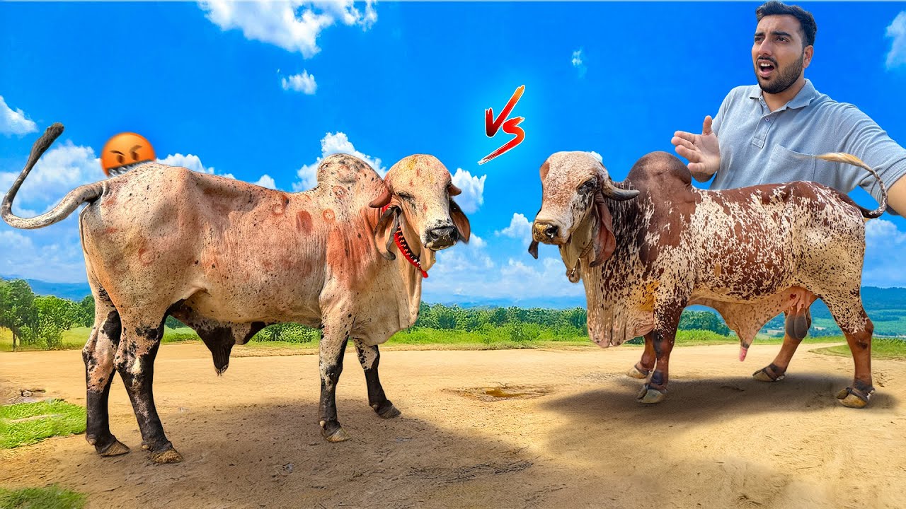 Arjun Vs Bheem Bull🤬⚔️Fight Ho Sakti Hai Bheem Full Gussa🐂