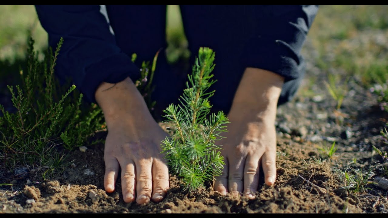 What a tree can do