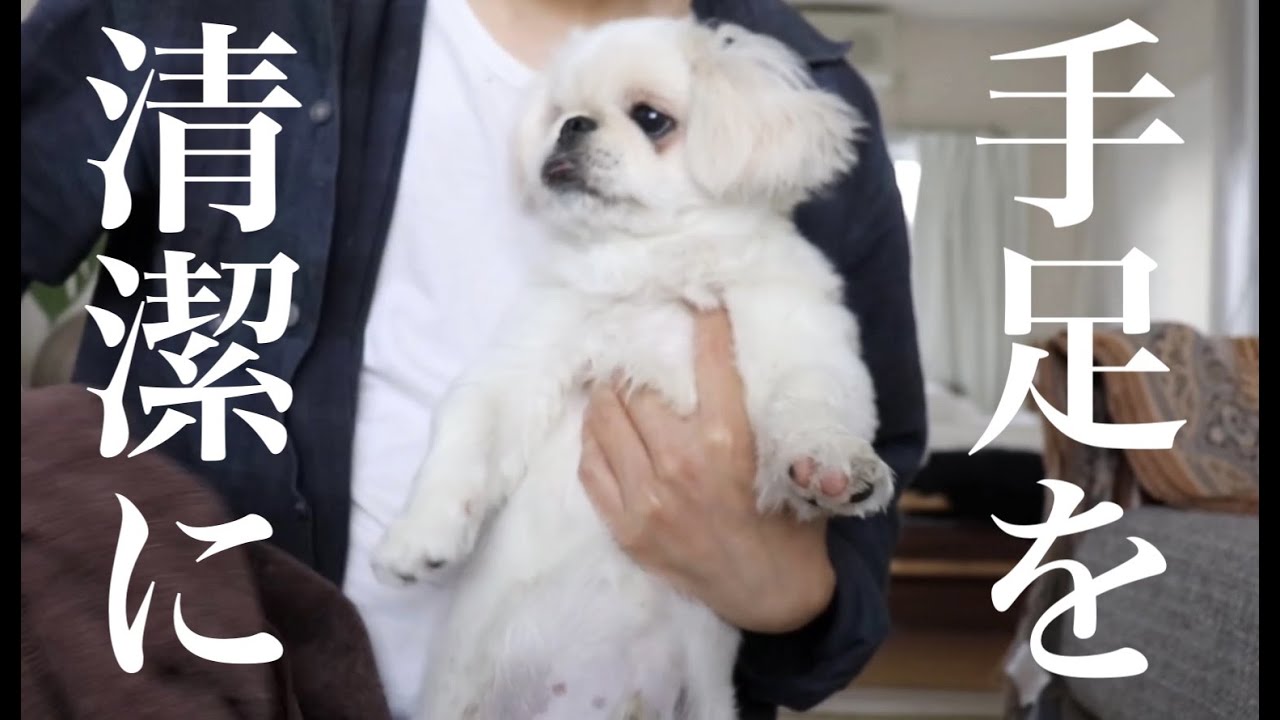 ハイテク洗浄マシーンと戦う子犬 ムーチョ【ムーチョ】-ペキニーズ-