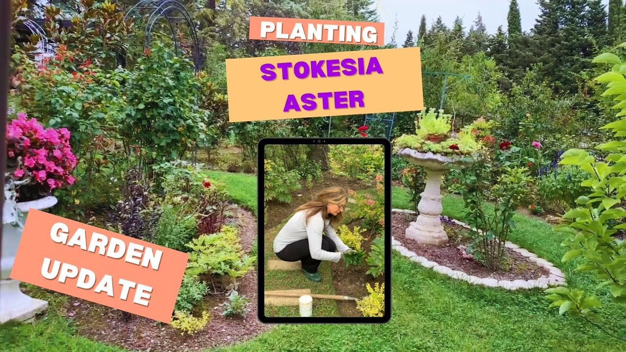 Planting Stokesia Aster 🌸 + Garden Update | Late Season Color in the Garden!