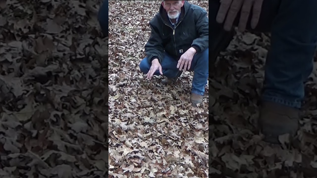 Leaf mulch insulation for winter weather protection