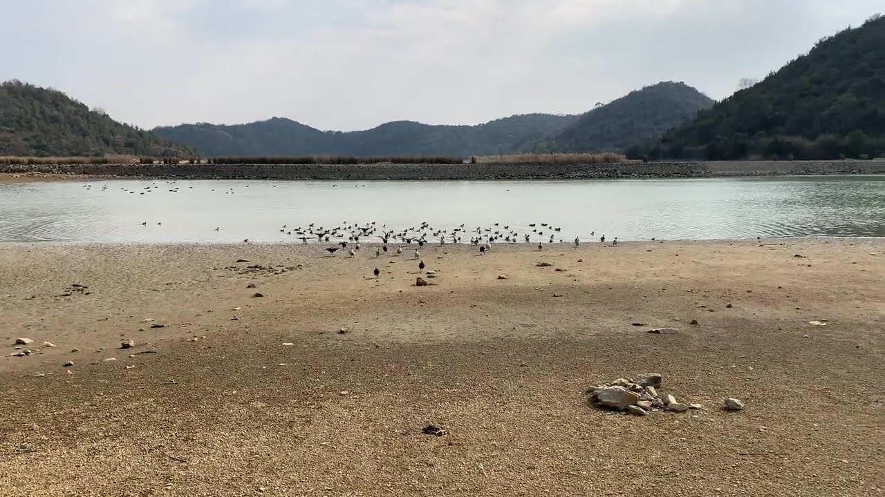 平荘湖のカモたち(459)