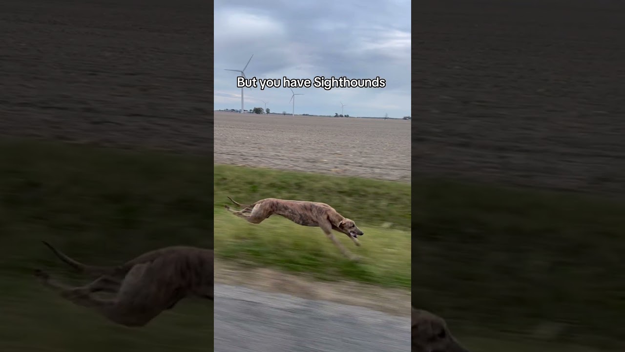 So you think you&rsquo;re faster than a sighthound,eh? #runningdog #sighthound #greyhound #dogs #dogshorts