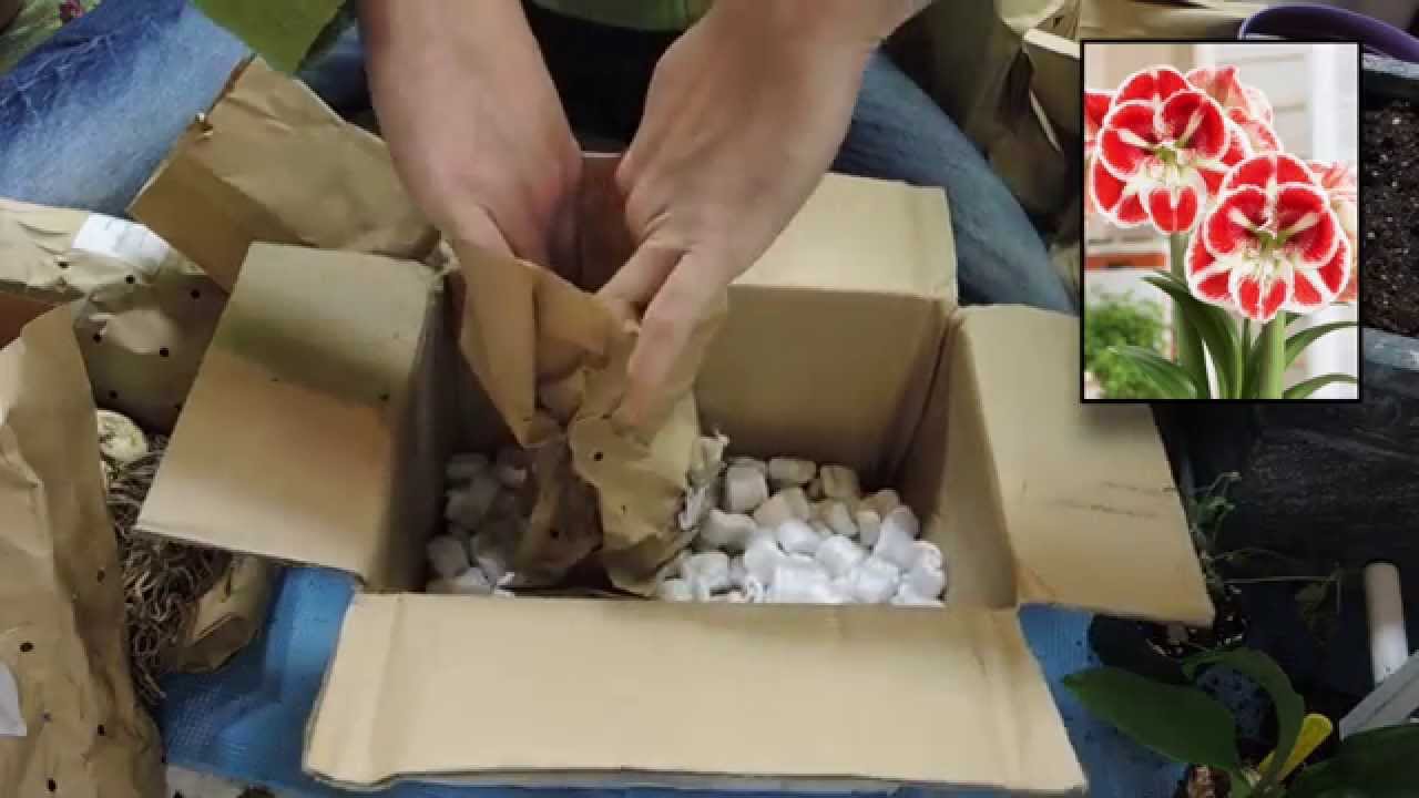 New Amaryllis Bulbs and Updates :) - Bulbs from Royal Colors