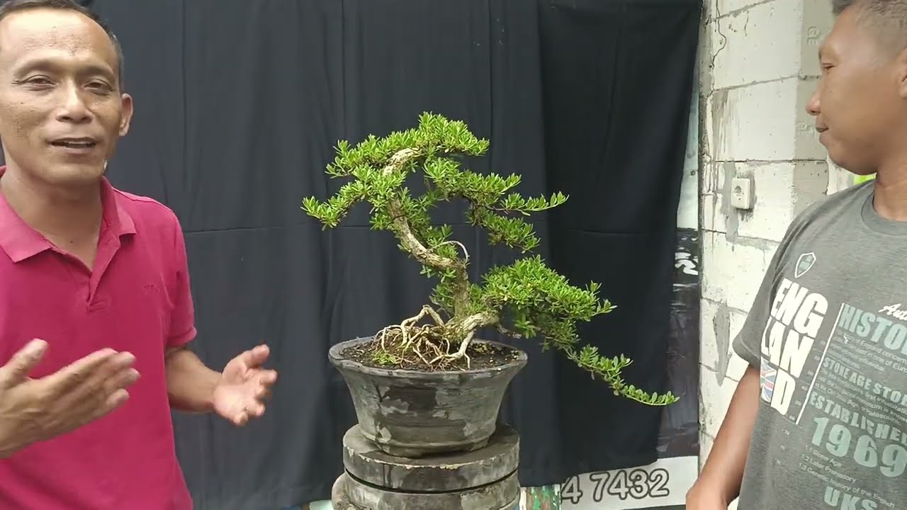CEK HARGA BONSAI SANTIGI OTR. DI SINI.. 0813-3204-1168 mas imam