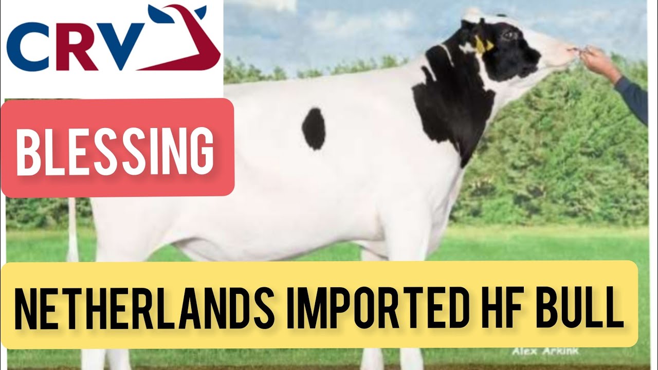 CRV LATEST PURE IMPORTED HF BULL🐄NETHERLANDS 🐄BLESSING🐄#dairyfarm #breeding #mannfarms