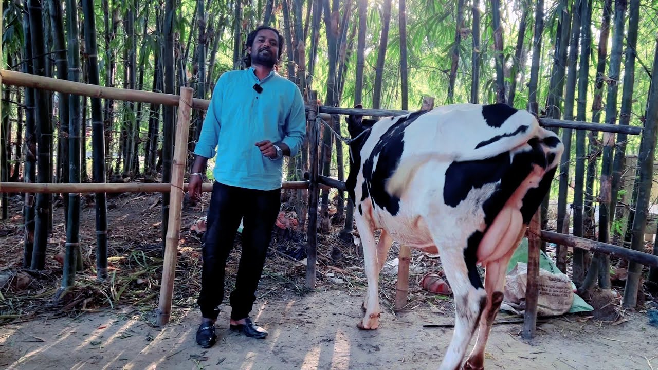 বিক্রয় বিজ্ঞপ্তি ২১/১১/০২৫ শুক্রবার ✅ ভালো মানের গাভী গরু কিনুন |কৃষি চ্যানেল |