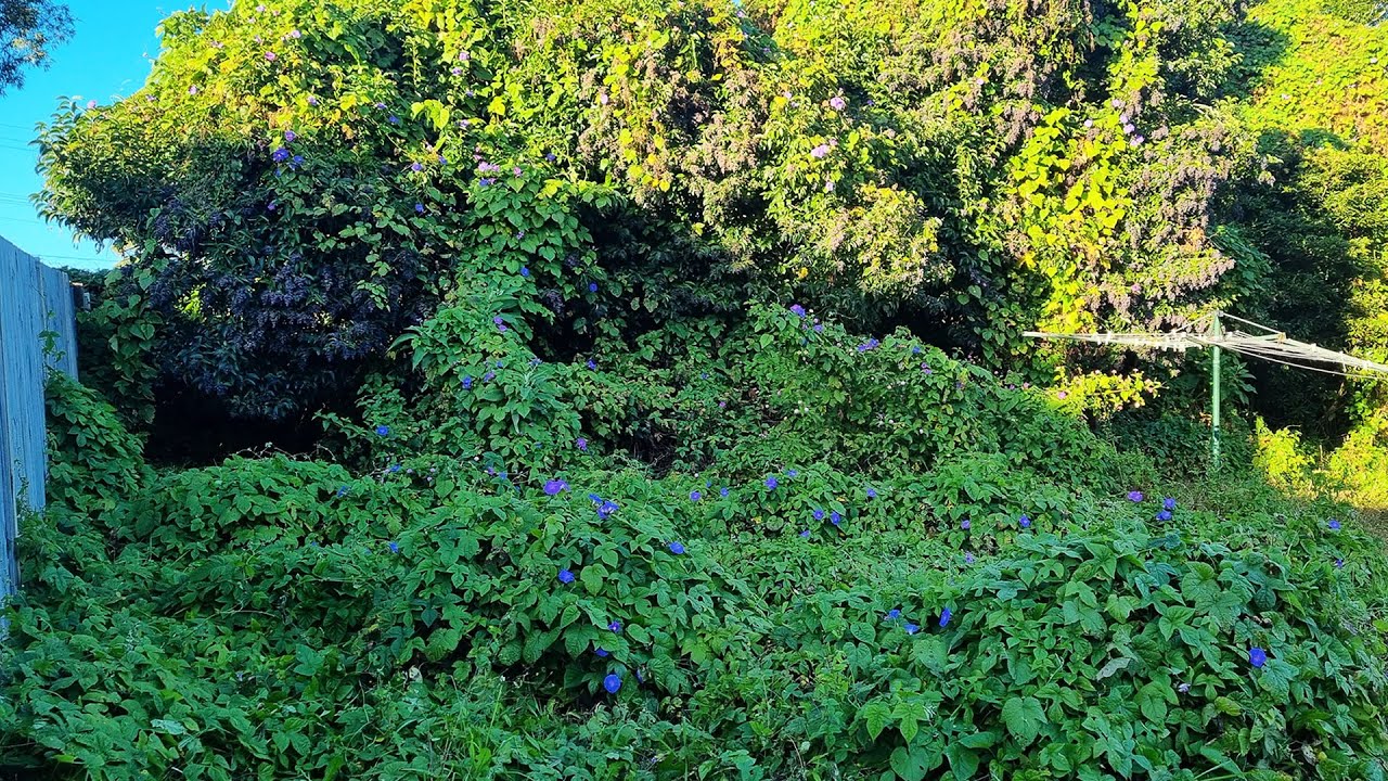 I Risked My LIFE To Mow This FRIGHTENINGLY Overgrown Yard For 88 Year Old WIDOW For FREE