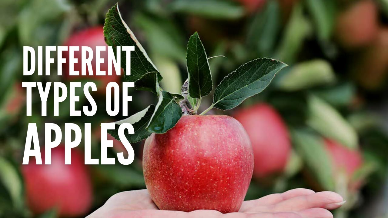 Types of Apples: 25 Different Apples You Should Know