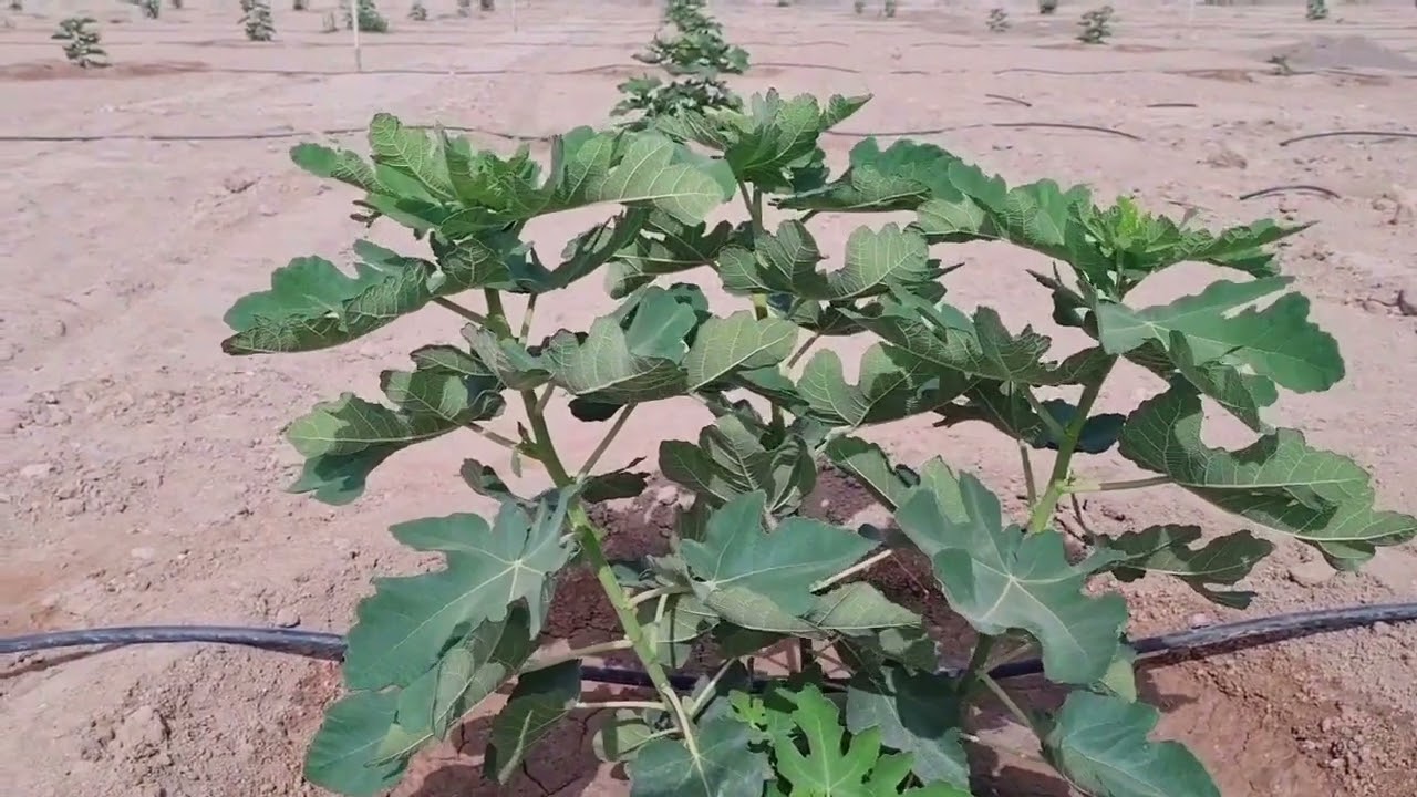عجائب وغرائب ☘️شجرة التين المباركة☘️عمر ثلاث شهور فقط🌳فى سلطنة عمان🌷