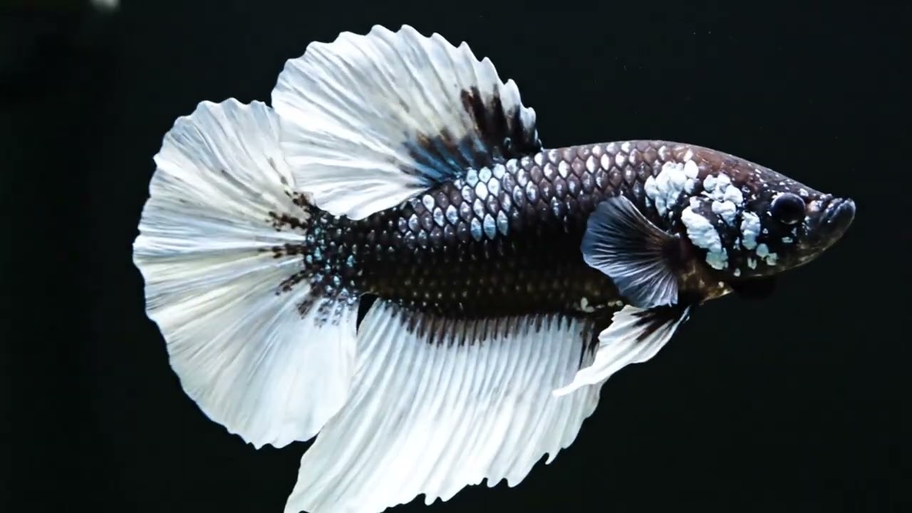 Calm Fish Video 4K 🌊 2 Hours Background Music to Help You Stay Calm and Focused