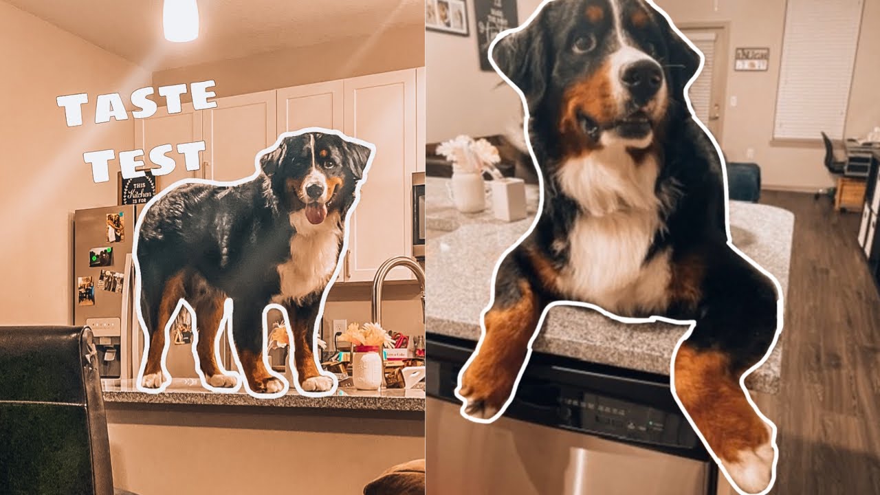 Bernese Mountain Dog Reviews Food | Taste Test 1