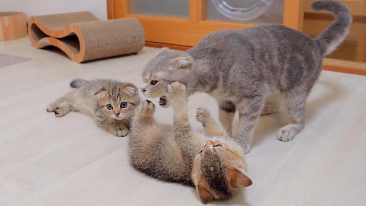 Котенок, который вызывает кошку-мать на бой, но терпит поражение, такой милый