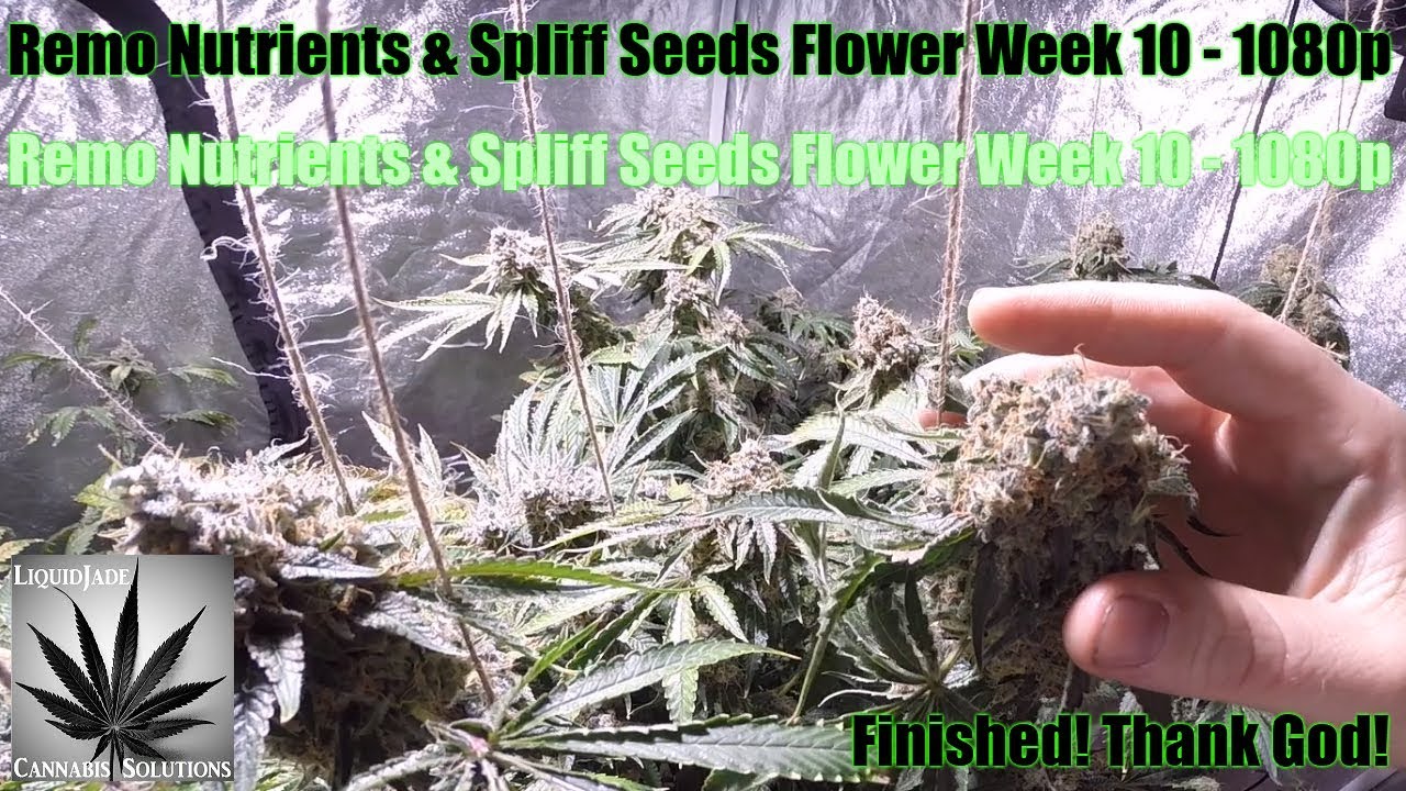 Remo Nutrients & Spliff Seeds Flower Week 10   1080p