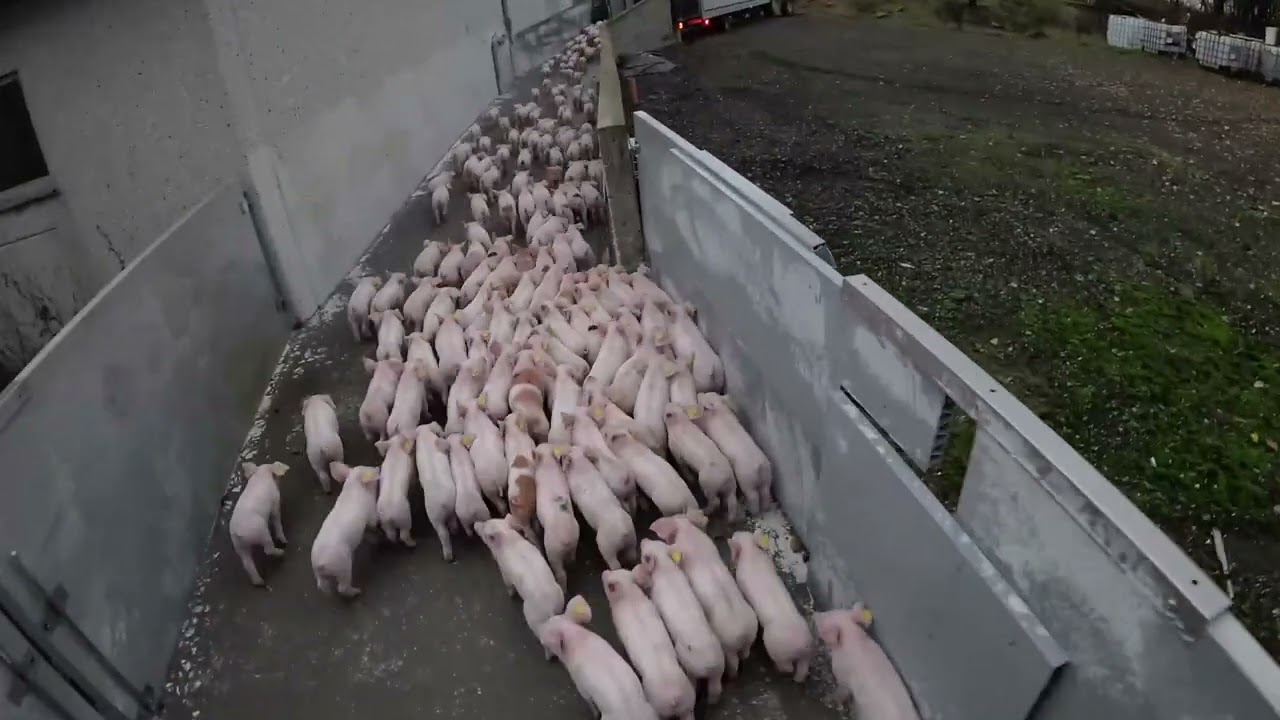 En arbejdsdag i GRISE STALDEN 45🐖 - 