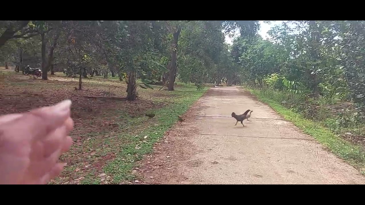 Bán vườn điều mặt đường bê tông dài. Ngay khu dân cư .dt 1,3 ha .có hơn 140 m đường