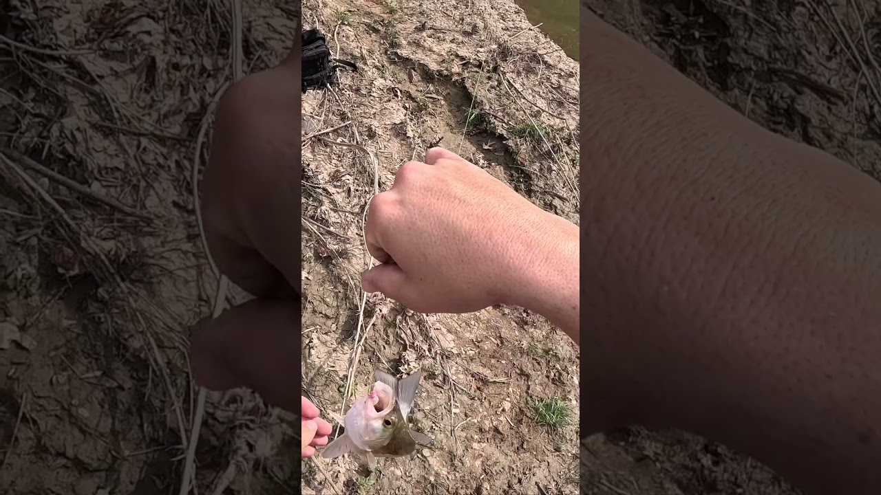 She was FULL of eggs! What a fish! #follow #shorts #whitebass