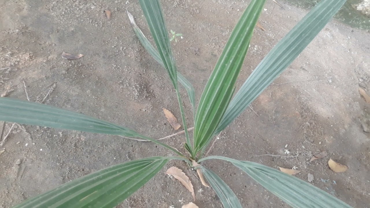 Qiso laga arkay Saliga Nabiga ﷺ Waa Qisadii Sheekh Raadi iyo Dr. Abdirahman Jeylaani Cajiib!!
