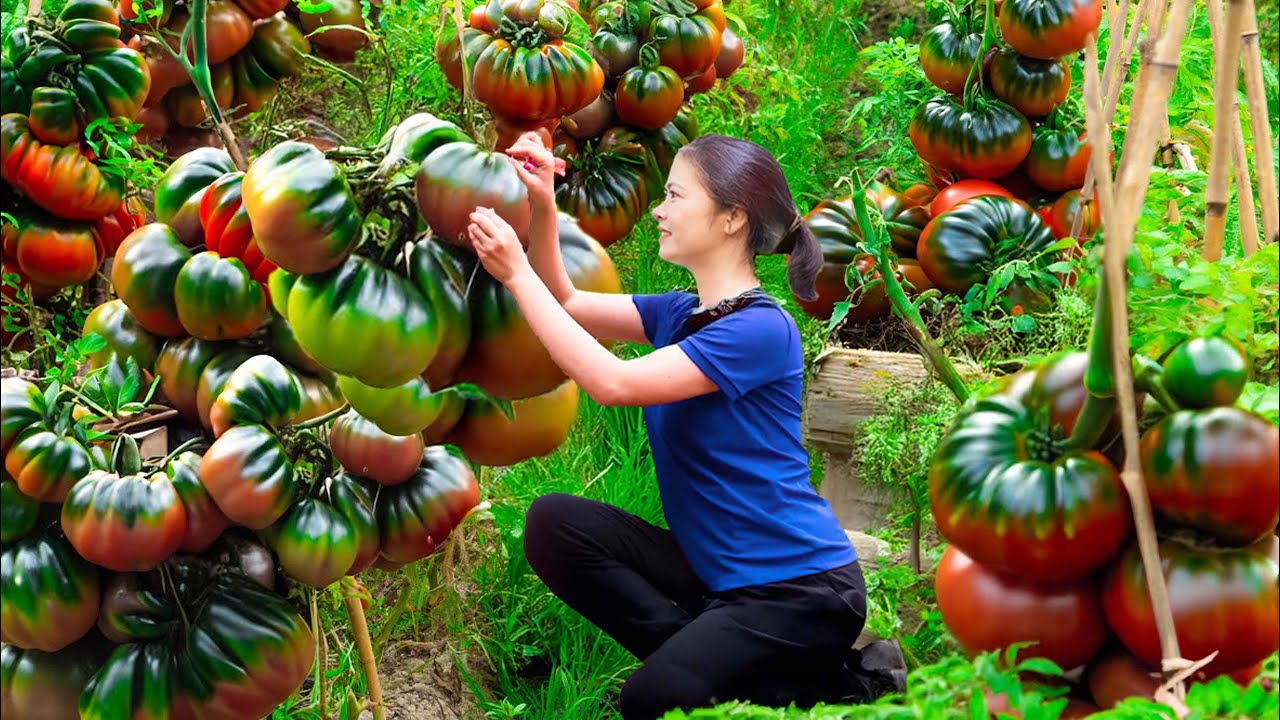 WOMAN Harvesting Mutant Organic Tomatoes go to market sell | Stuffed Tomato with Meat and Egg Sauce