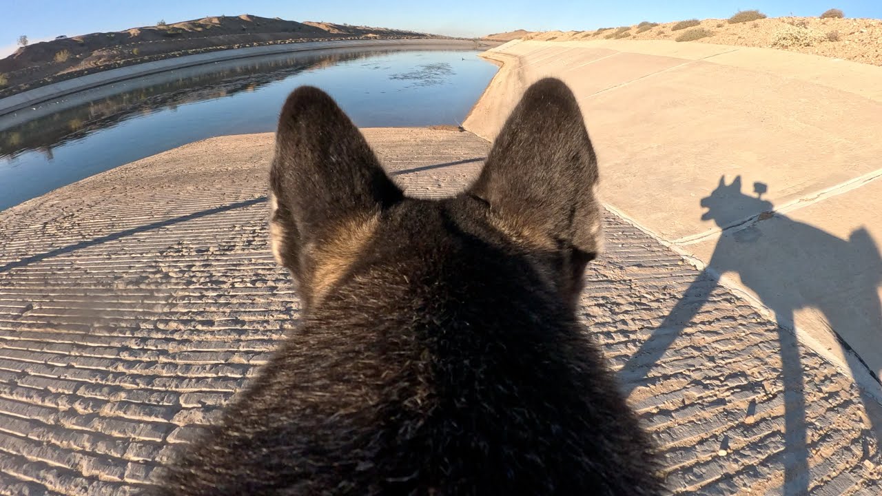 Luna Cam:  All American Canal swim  |  Winterhaven, CA