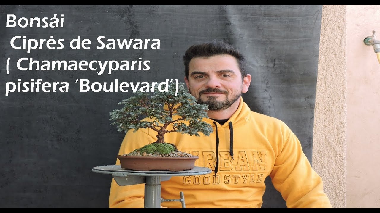 Refinación y trasplante de un Ciprés de Sawara  Chamaecyparis Pisifera Boulevard