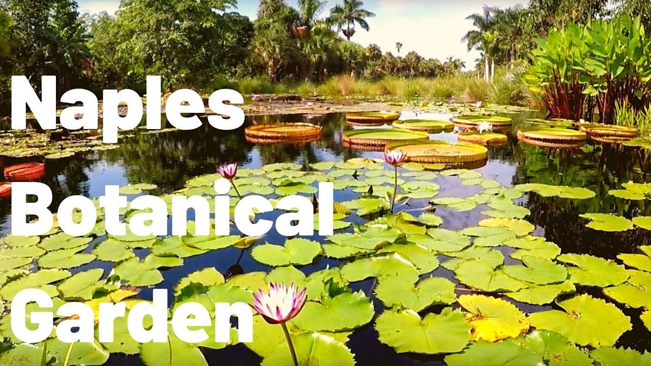Naples Botanical Garden - NAPLES FLORIDA before Hurricane Ian damage #hurricaneian