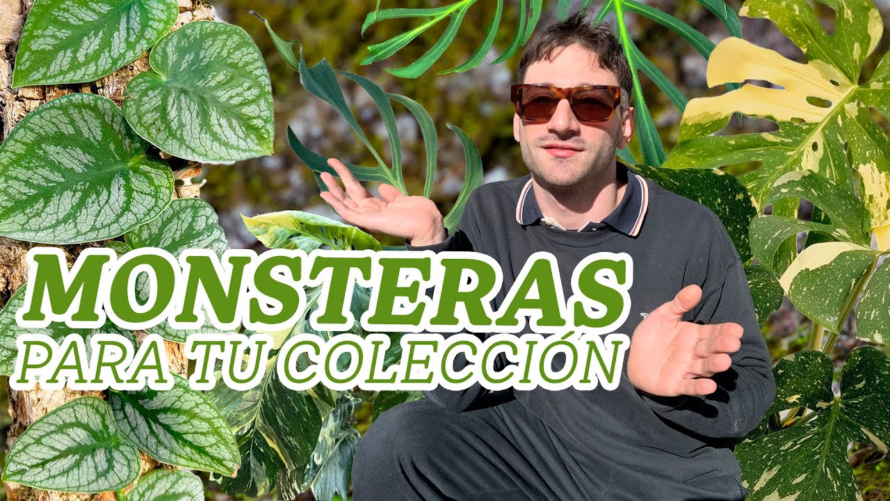 Aprendé sobre estas 10 monsteras con nosotros.