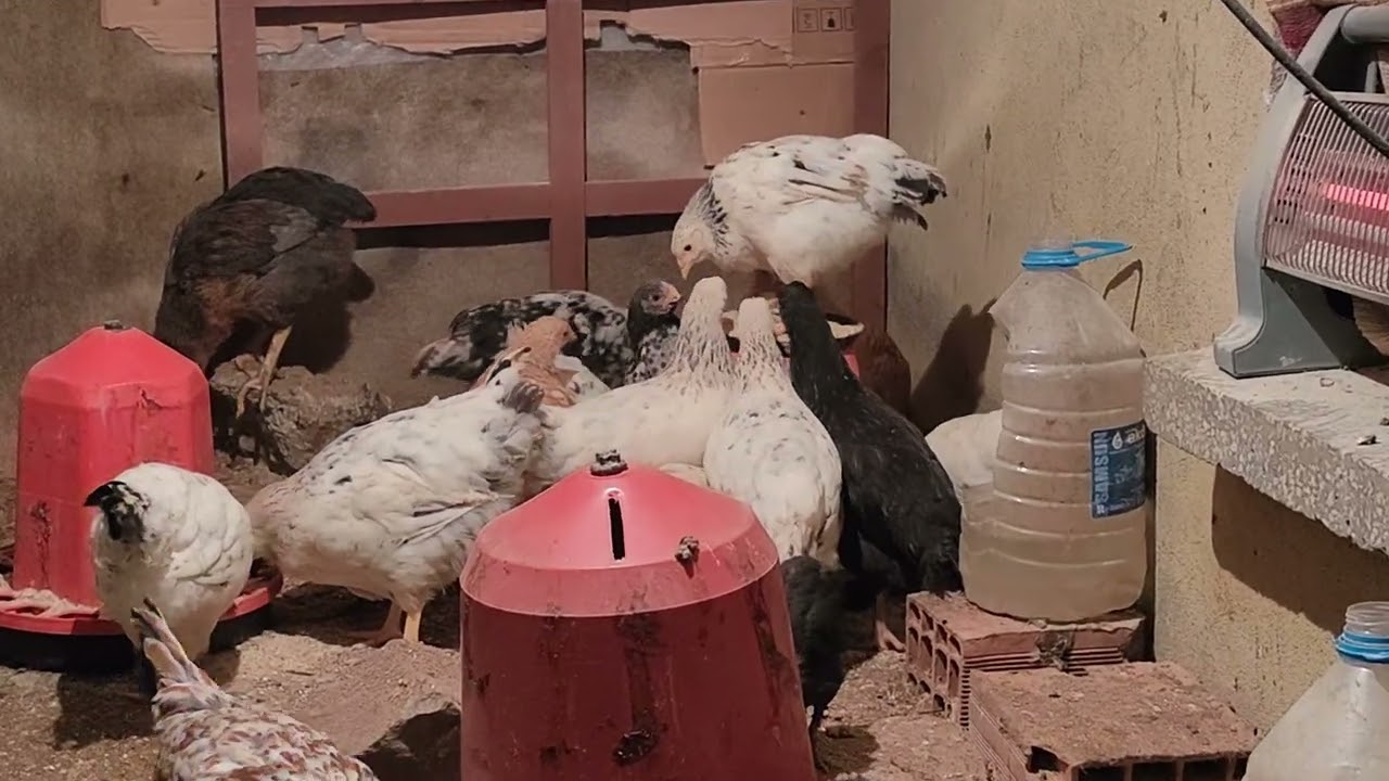 🐔🐣🐓
