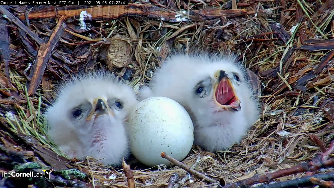 Fuzzy Red-tailed Hawk Chicks Bookend Unhatched Egg – May 5, 2021