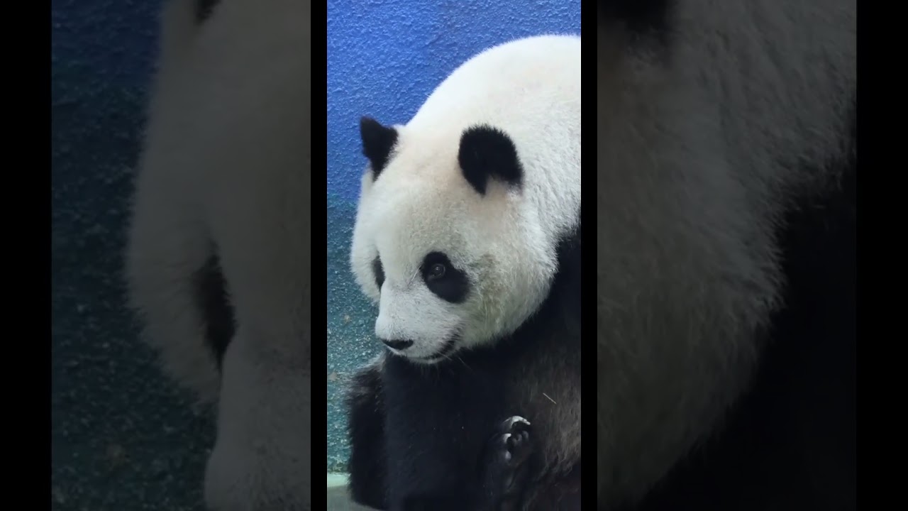圓仔古靈精怪的眼珠子 #panda #shorts #yuanzai