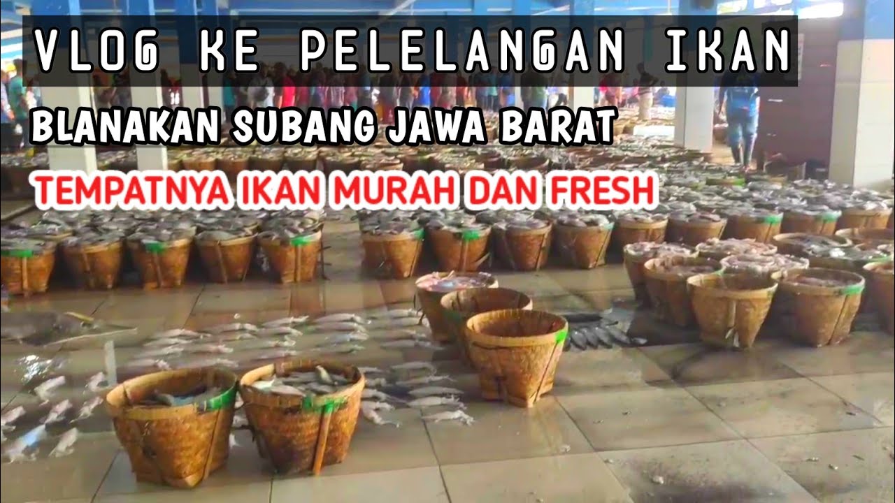 VLOG BELI IKAN MURAH DAN FRESH KE PELELANGAN IKAN BLANAKAN SUBANG JAWA BARAT #blanakan
